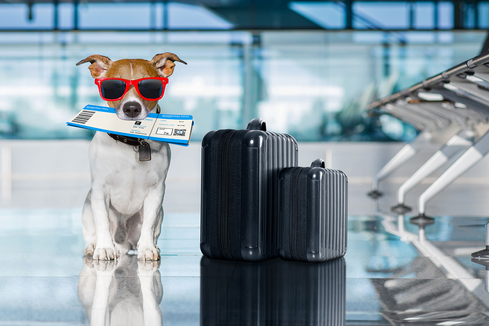 Tips to travel with the pet