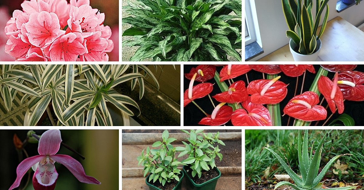 6 Plants That Grow Instantly In Less Than A Week And Spread Positivity