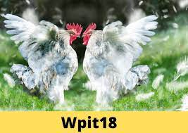Wpit18 Com Registration Process: Is It Legit Or Not